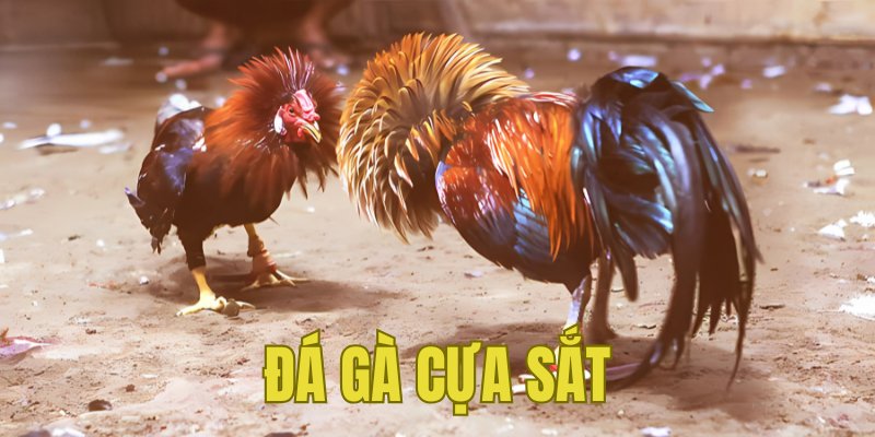 Banner www.chatve.vn